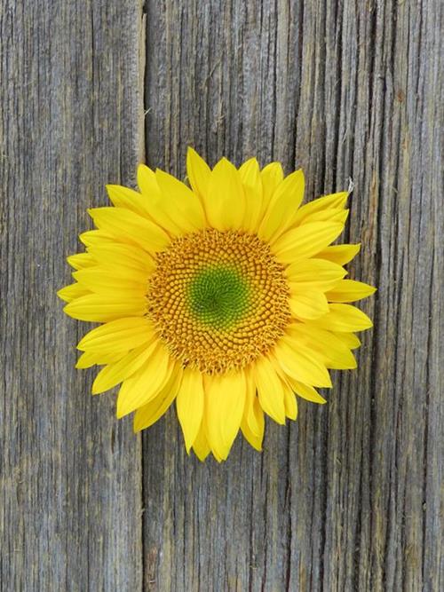 SUNBEAM  YELLOW SUNFLOWERS